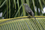 Palm Tanager    Thraupis palmarum